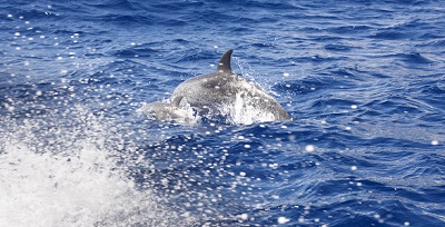 Dolphins jumping in the atlantic ocean. Azores island